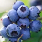 Bleuetière d'Aston 