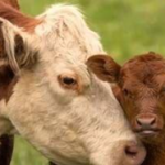 Ferme Bibomeau